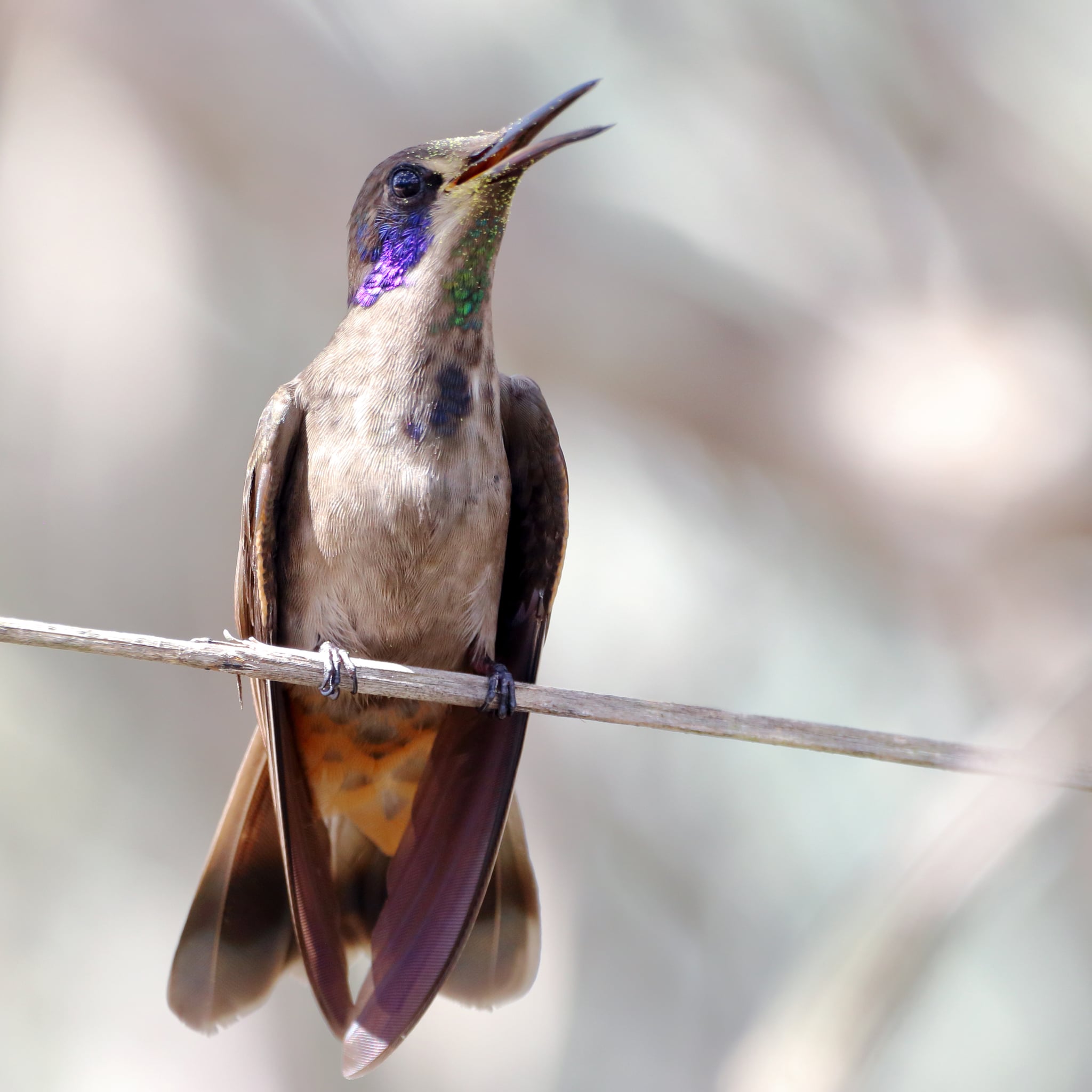 Ave Chapada Diamantina